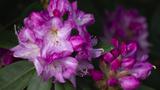Rhododendron 2015